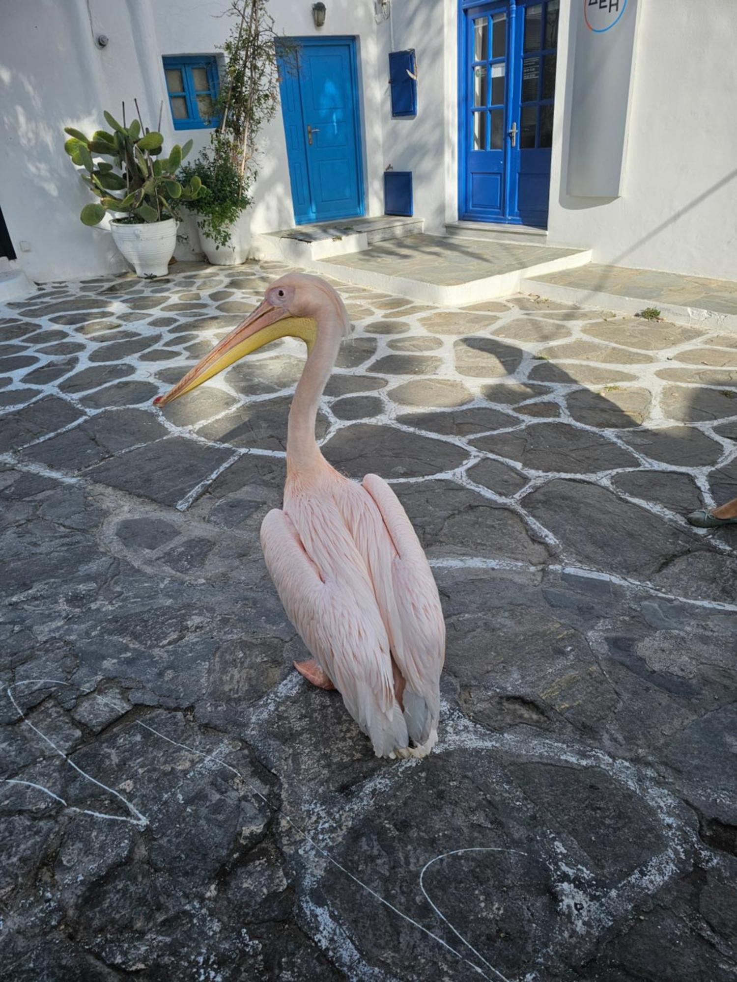Apartament Lalaland Mykonos Town Zewnętrze zdjęcie